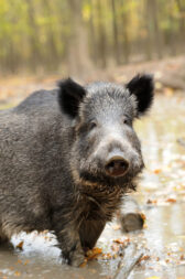 Wild boar