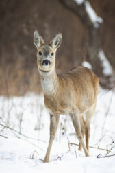 Cute roe deer doe standing on snow in winter from front view