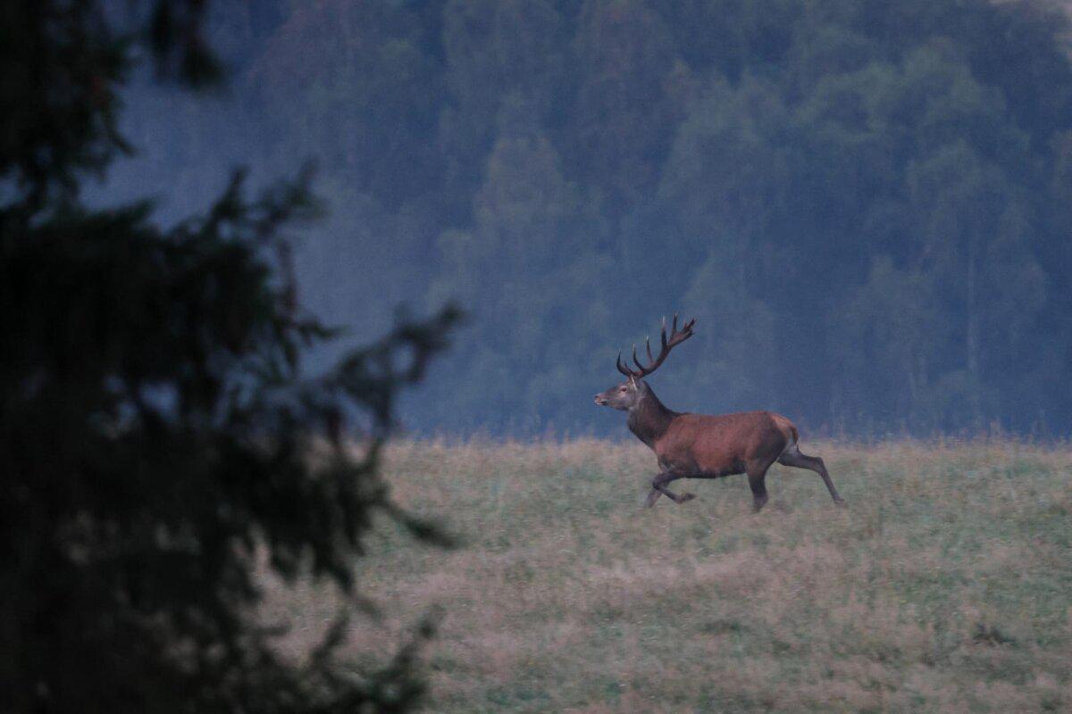 Foto: Petr Chotěboř