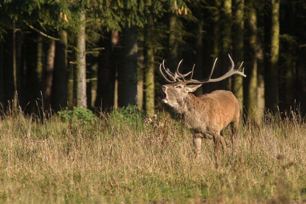 Foto: Václav Přibáň